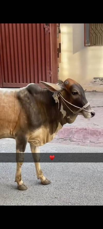 cow for sale for qurbani 2026