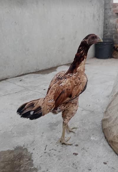 Thai & Dragon Hen