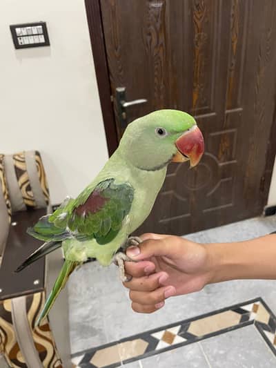 Raw parrot fully tamed 1.5 years age for sale