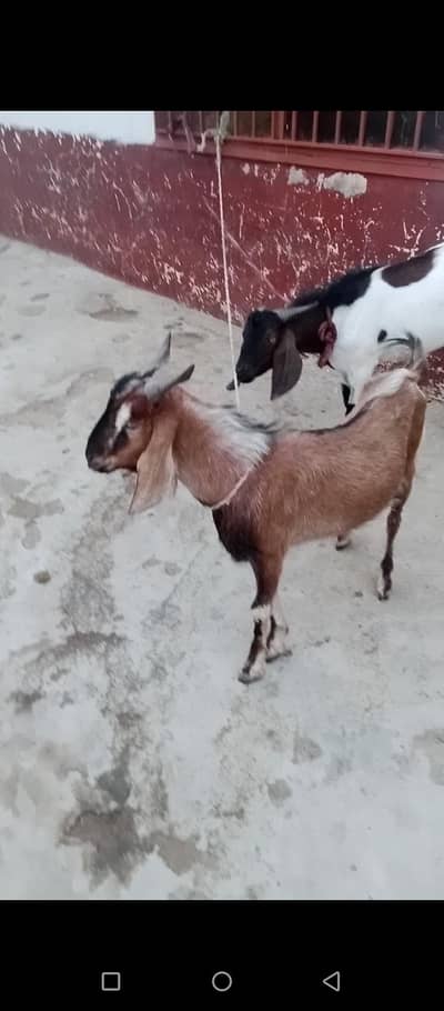 Healthy bakray for sale/2Goats available  Reasonable prize