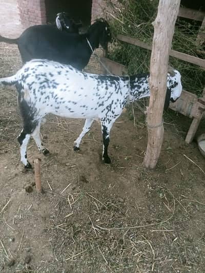 Qurbani Ka bakra