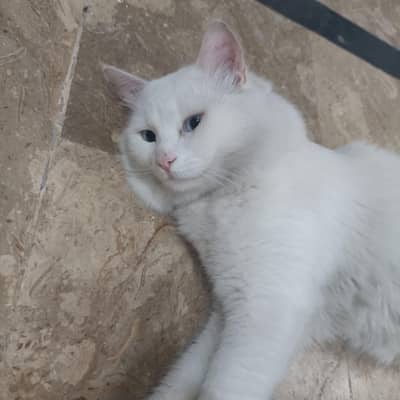 Persian cat  colour white
