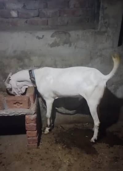 Bakra | Goat | Qurbani 2026 | Bettal | Rajan puri | Breeder |