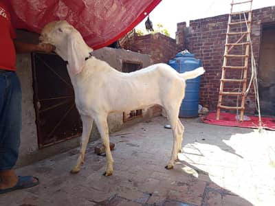 pure rajanpuri bakra