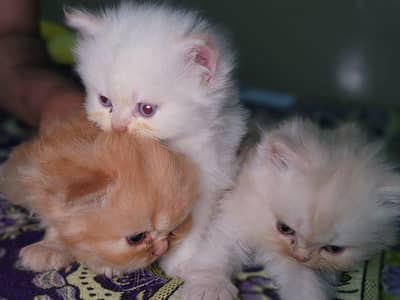 3 kittens for sale fully active