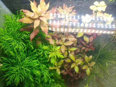 AQUATIC PLANTS