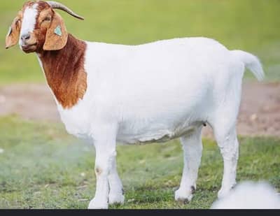 jis bhai ki b bakray zaba karany ho to rabta kar