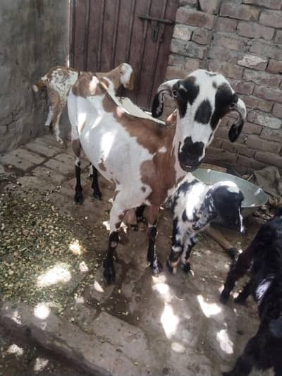 ablak teddy bakri with 4 bachy