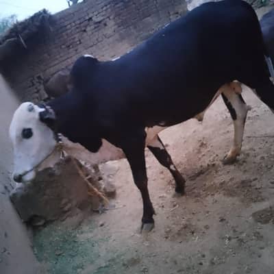 sale on Eid