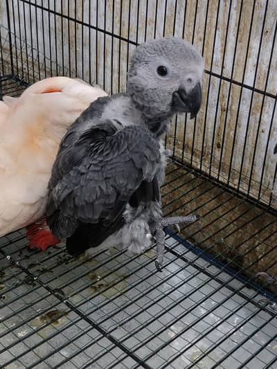grey parrot chick