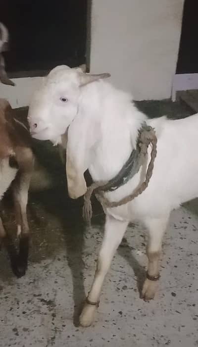 Bakra | Goat | Qurbani 2026 | Bettal | Rajan puri | Breeder |