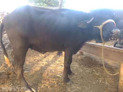 Buffalo for qurbani