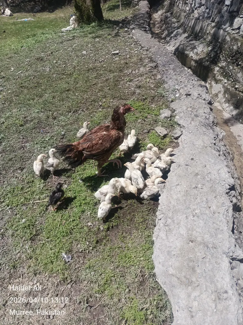 Heera Pathy and Chicks — photo 2