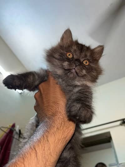 Adorable 2-Month-Old Persian Kittens Available for Sale