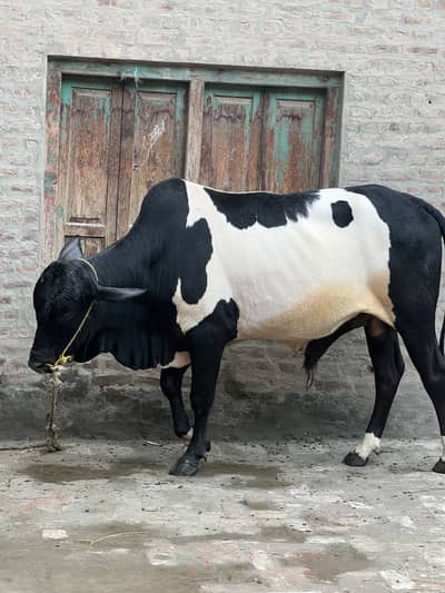 2 BULLS FOR SALE 2دانت ALL OKAY WEIGHT 5 MAAN 0314 4225801