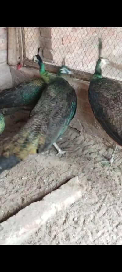 blue pied and green java