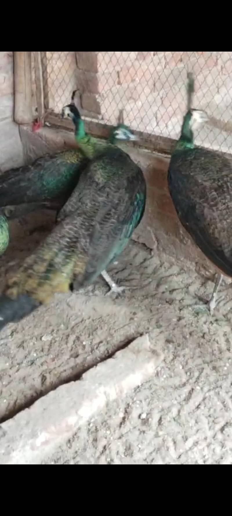 blue pied and green java 0