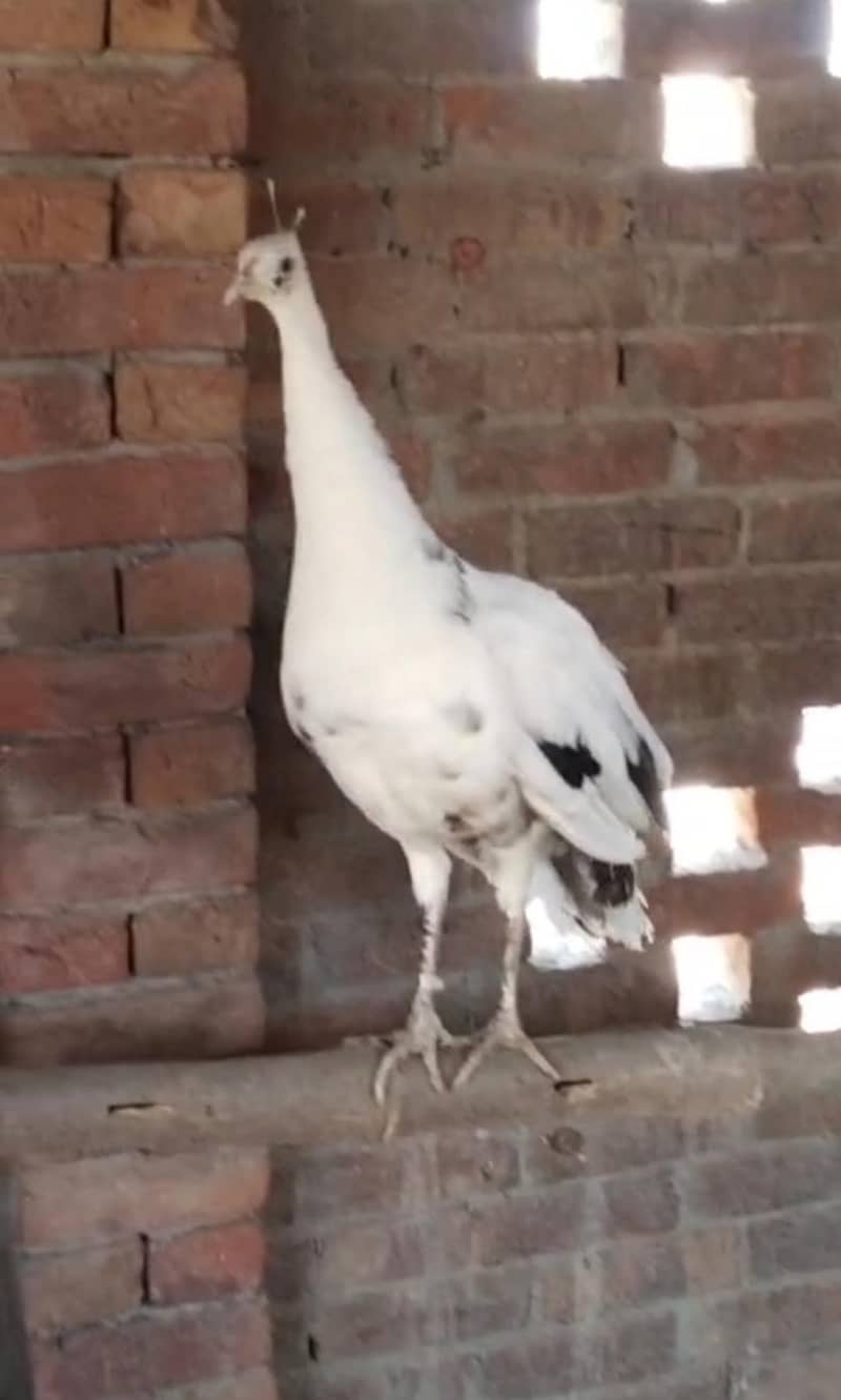 blue pied and green java 3