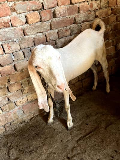 khubsurat Bakra || Munasib Rate || Single Qurbani Ke Leye Best