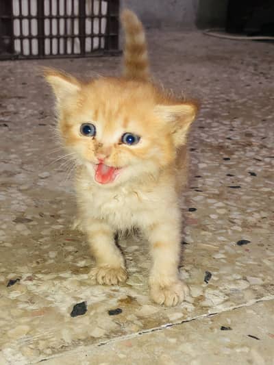 Persian Kitten