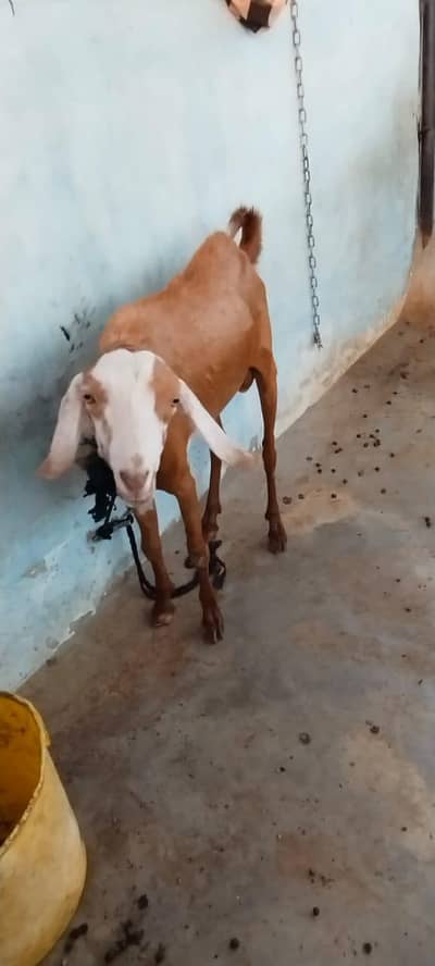 Desi Bakra 3