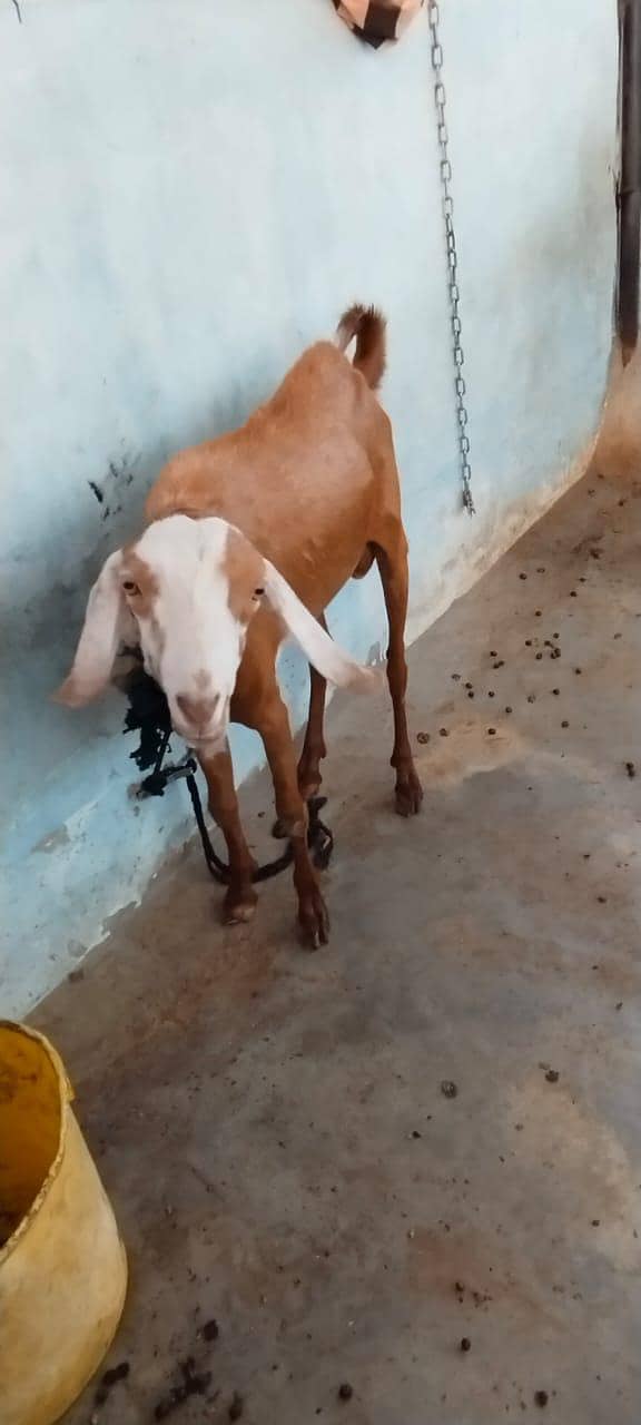 Desi Bakra 3 0