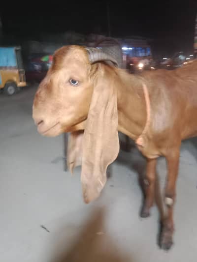 for qurbani 2026