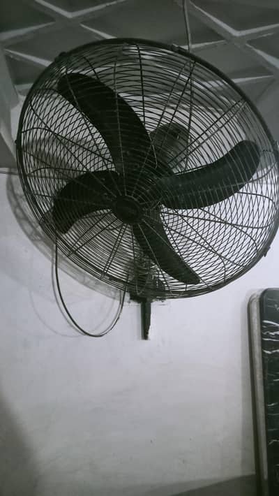 Royal fan