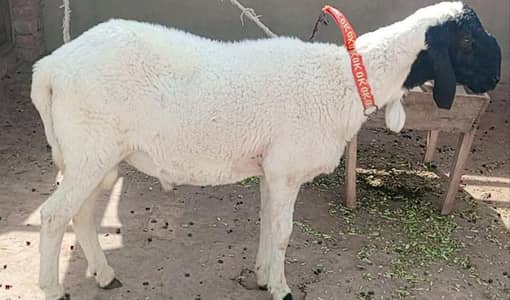 Sheep