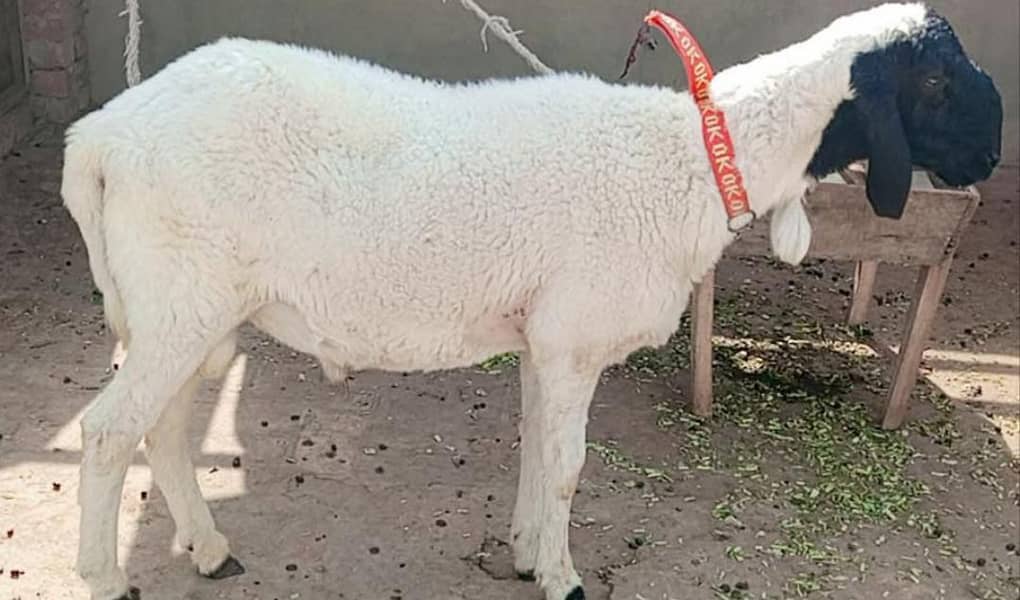 Sheep 0