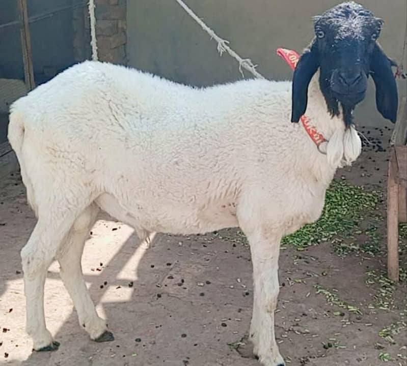 Sheep 1