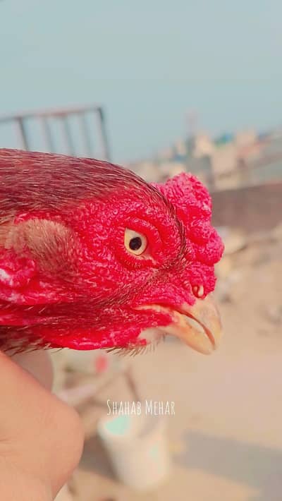 aseel hen for sale and exchange with any mobile or birds