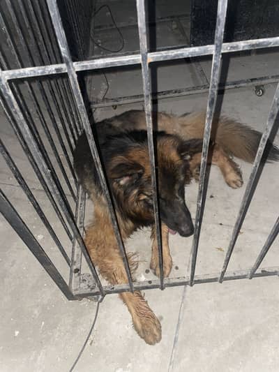 German shephard rocky