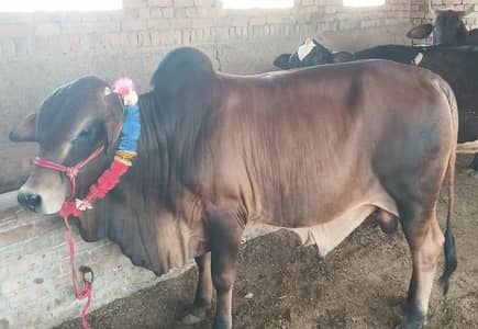 Qurbani k Liye tiyar .