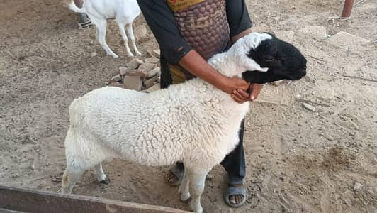 Dumba sheep mundra