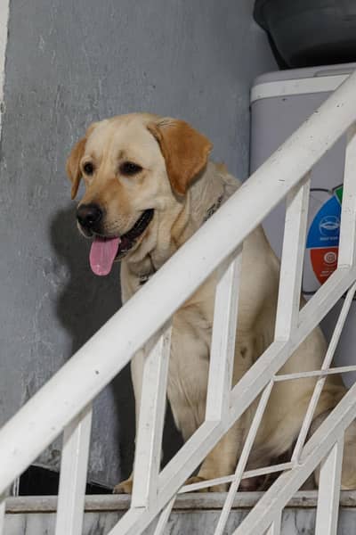 Confirm Breader Eng Labrador Female Final Price 60K . 03005314163