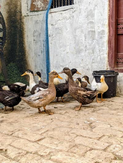 Duck,s 
