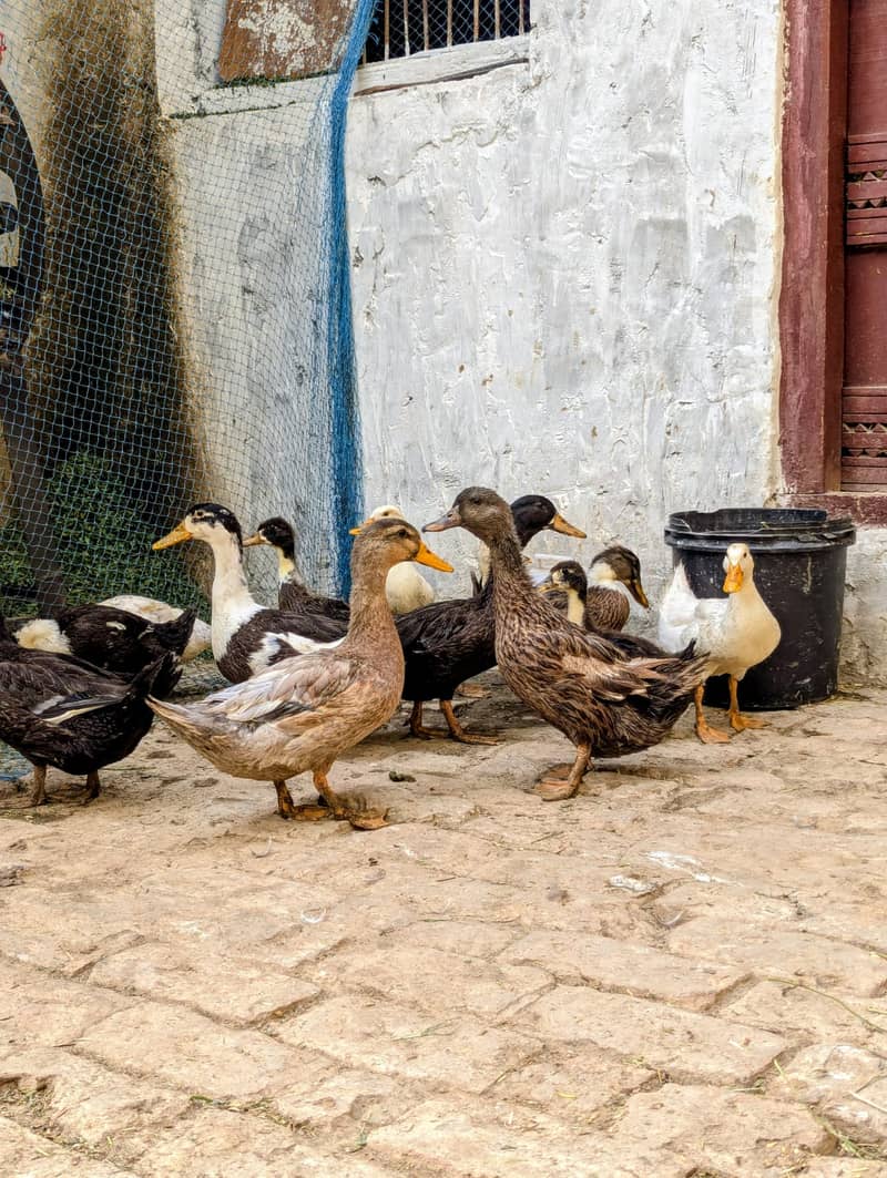 Duck,s  0