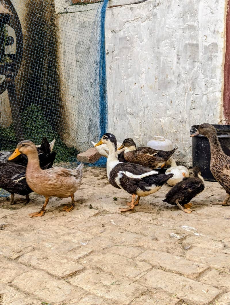 Duck,s  1