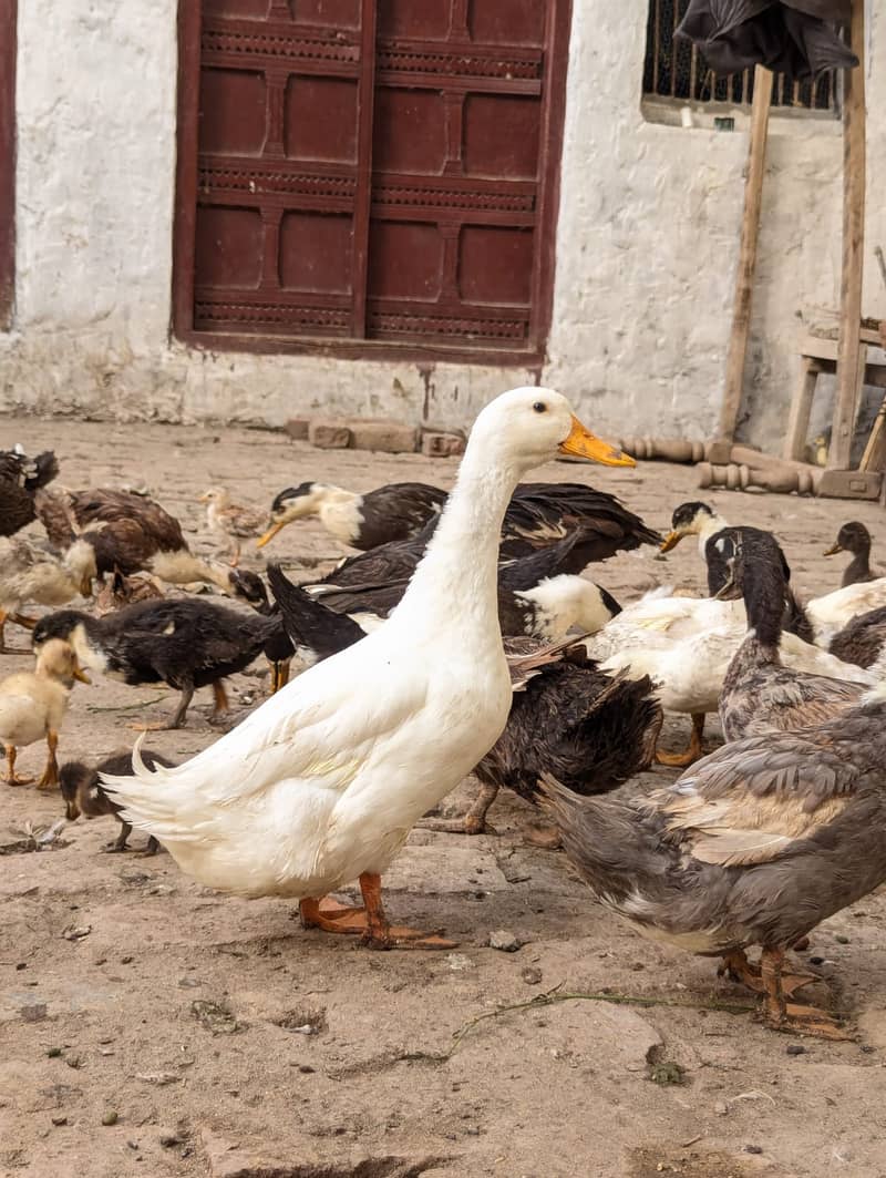Duck,s  2