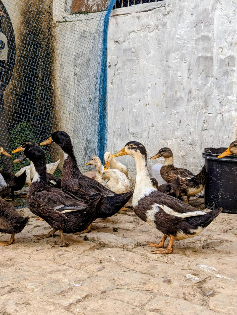 Duck,s  3