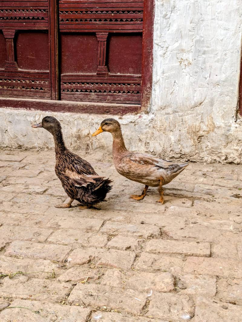 Duck,s  4