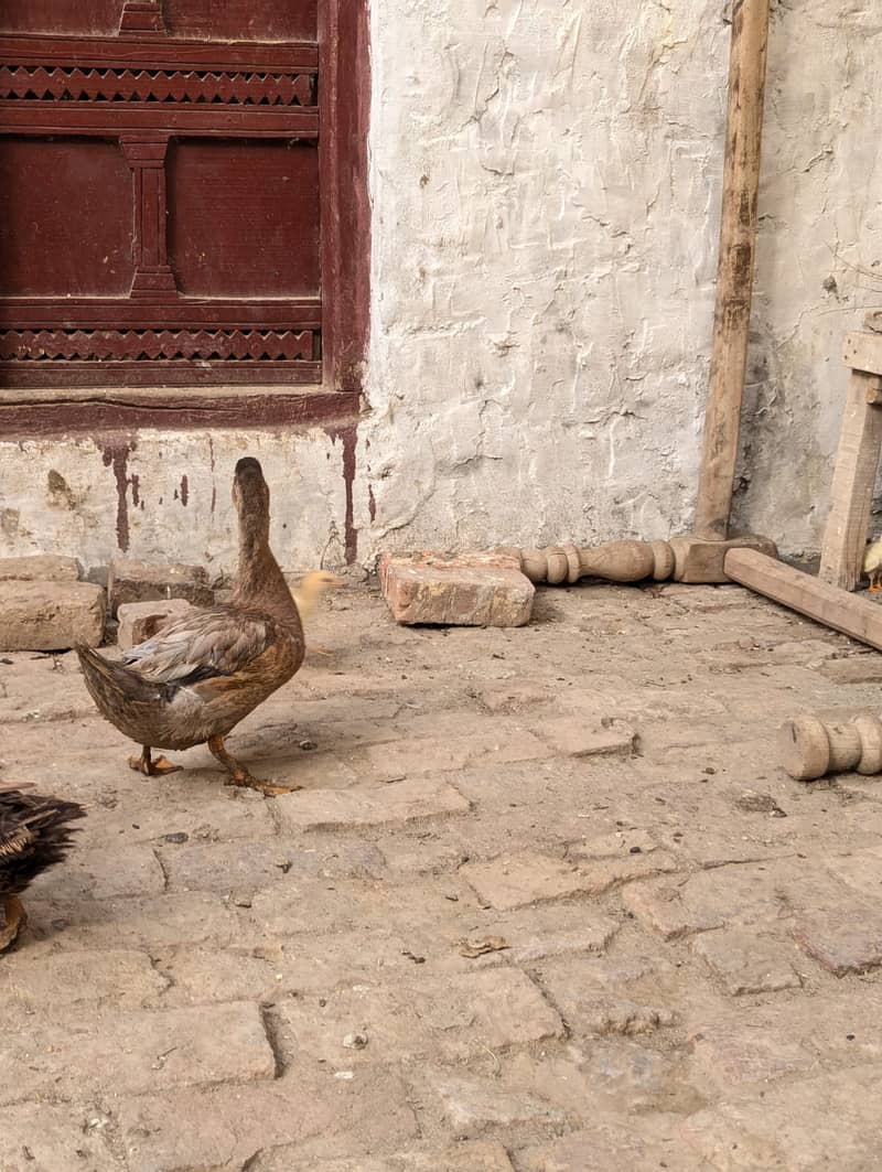 Duck,s  5