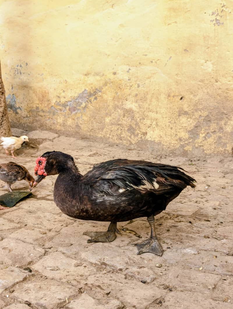 Duck,s  6