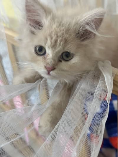 Female skin kitten