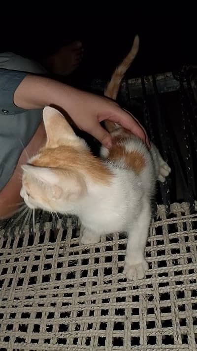 pair of cat