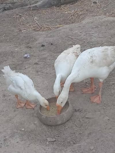 Long Neck Ducks