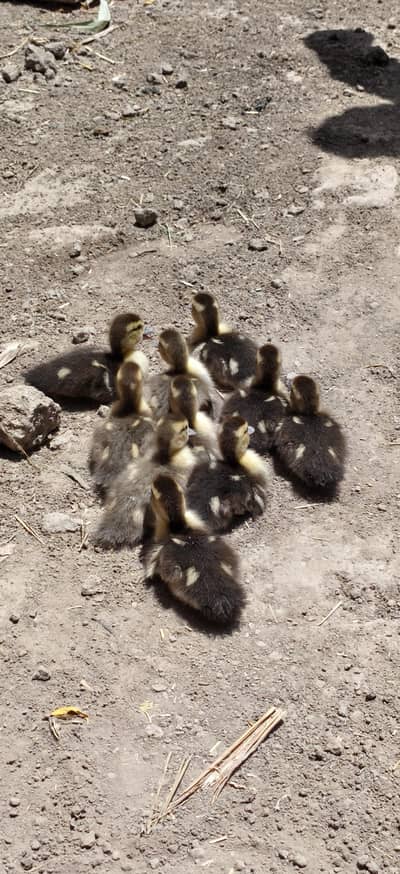 ducks child for sale