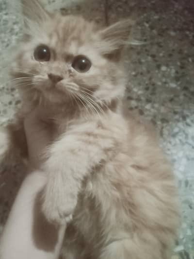 kitten 