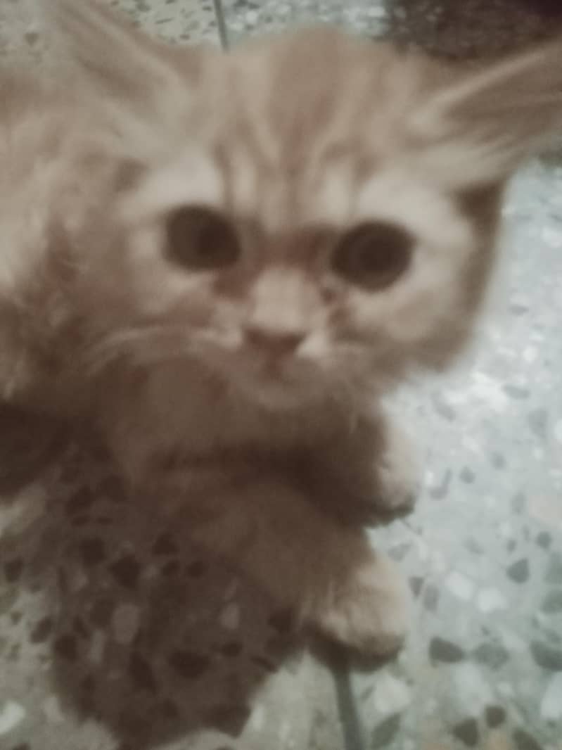 kitten  1